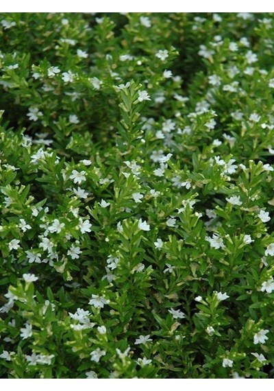 Videolu Beyaz Kufeya Cennet Çiçeği 1 Adet Saksılı 20-40cm Iç-dış Mekan Bitkisi Cuphea Hyssopifolia