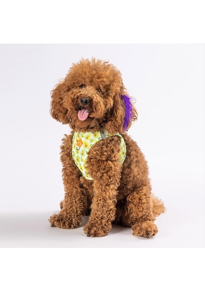 Pawstar Avocado Air-mesh Göğüs Tasması Kedi Köpek Göğüs Tasması Xlarge Sarı