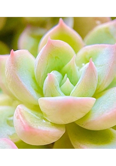10 Adet Echeveria Shadow Succulent Tohumu