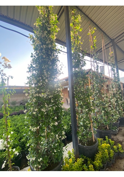 Arap Yasemini / Jasminum Sambac