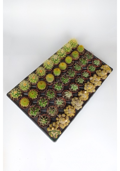 45 Adet Özel Tür Kaktüs 9 Arlı Set #1 Toptan 5.5 Cm Saksıda