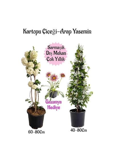Kartopu Çiçeği 1 Adet +arap Yasemini 1 Adet+pembe Gazanya Saksılı Bahçe Seti