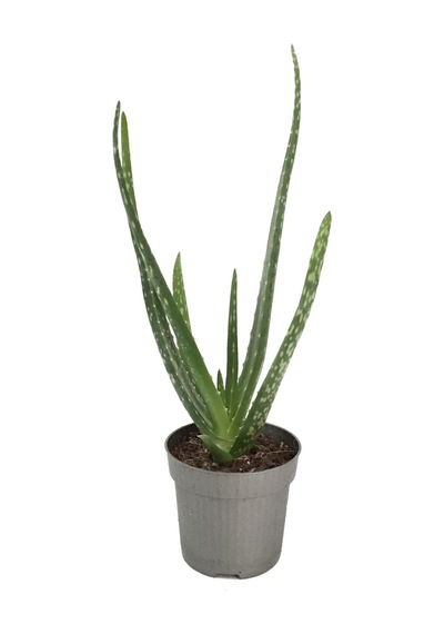 Aloe Vera - Kaktüs