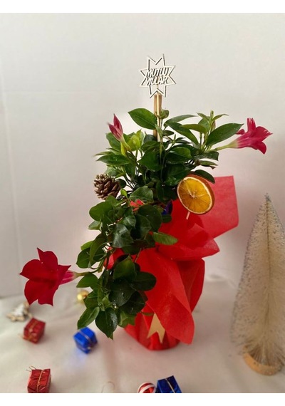 Hediyelik Kırmızı Mandevilla Sarmaşığı Süslemeli Yılbaşına Özel Kozalak+portakal