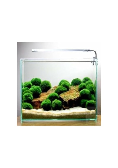 Canlı Marimo Moss Ball Yosun Topu - 2-3cm 41bordocipsobeyaz