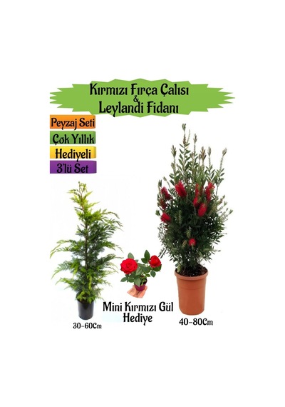 Kırmızı Fırça Çalısı+leylandi Çam Fidanı+mini Kırmızı Gül Peyzaj Seti