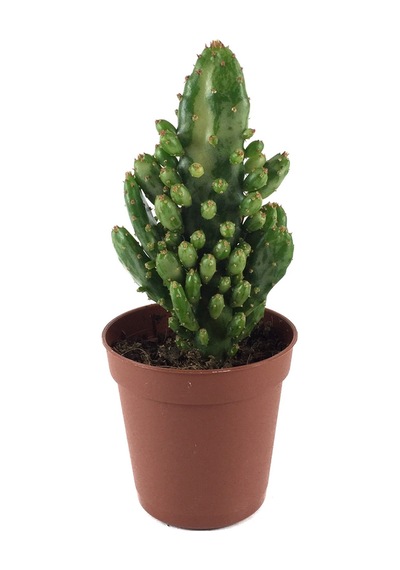Opuntia Monacantha 'Variegata' (Kaktüs) Ø5,5 CM Y0-10 CM
