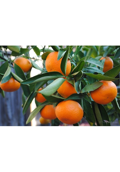 Tüplü Aşılı Bol Verimli Rize Satsuma Mandalina Fidanı