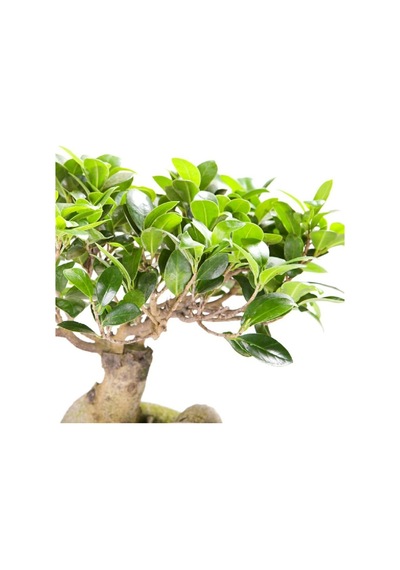 Ficus Ginseng Bonsai 20-30 Cm
