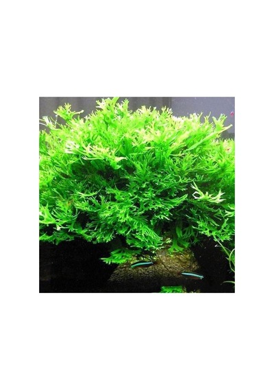 Windelov Java Fern Saksı Canlı Bitki