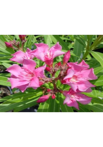 Zakkum Çiçeği Fidanı Pembe 10-20 Cm