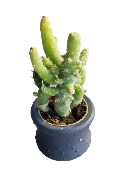 Hediyelik Kaktüs Opuntia Subulata 5.5 Cm Beton Saksı Hediyeli