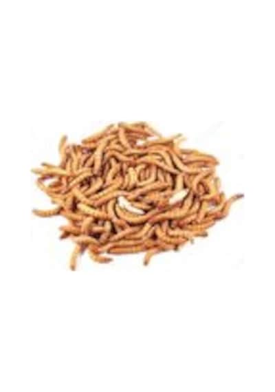 Un Kurdu 50 G