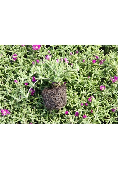 Videolu Acem Halısı Mezarlık Kabir Çiçeği 10-15 Cm Tüplü 25 Adet Dış Mekan Ağaçları Persian Shield