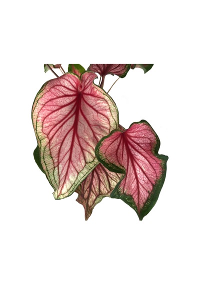 Caladium 'Florida Sweetheart' (Kaladyum Çiçeği) Ø12 CM H25-30 CM