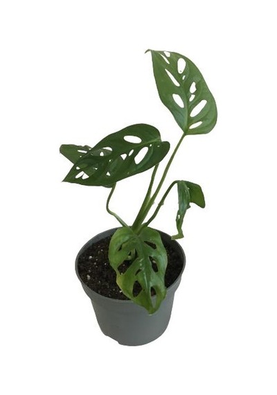 Mini Boy Monstera Monkey Mask 25 Cm