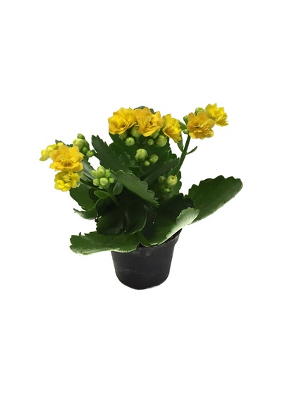 Kalanchoe Calandiva 'Yellow' (Kalanşo Çiçeği) Ø5,5 CM Y0-10 CM