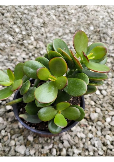 Yeşim Bitkisi Crassula Ovata Saksıda Canlı 15-25 Cm