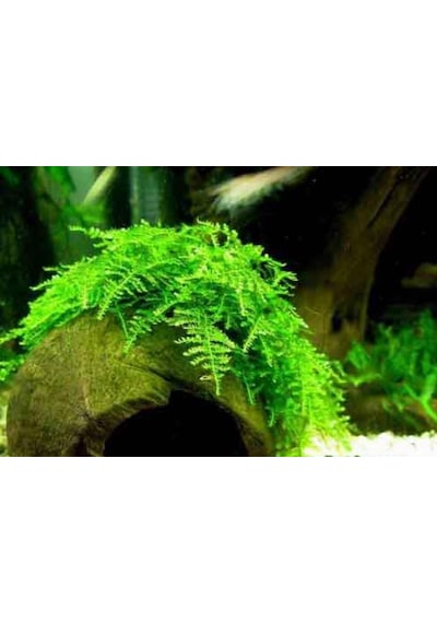 Moss Christmas Moss 1 Pkt