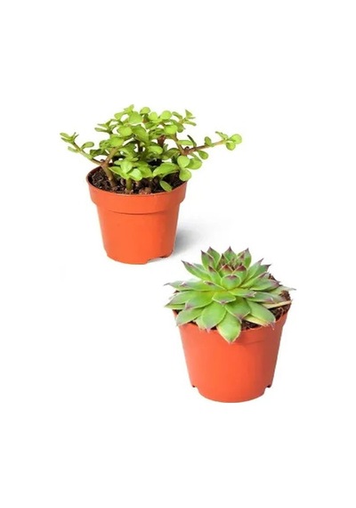 Serada Decor Plant 2'li Set Crassula Portulacaria Afra Succulent Sempervivum Sukulent Dolgun Formlu