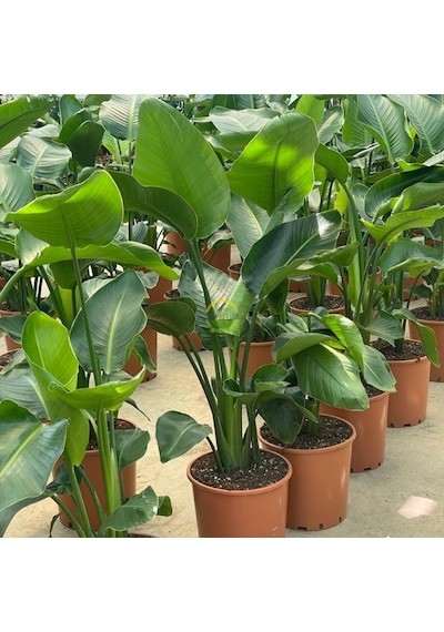 Starliçe 3 Köklü - Cennet Kuşu - Strelitzia Nicolai 100-120cm