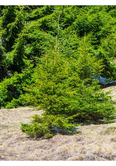 Favori Ürün Limoni Servi Limon Selvi Fidanı 10 15cm 8 Adet Tüplü Dış Mekan Cupressus Macrocarpa