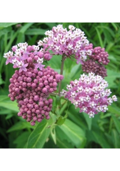 10+ Asclepias İncarnata İpek Çiçeği Tohumu Kokulu N112962