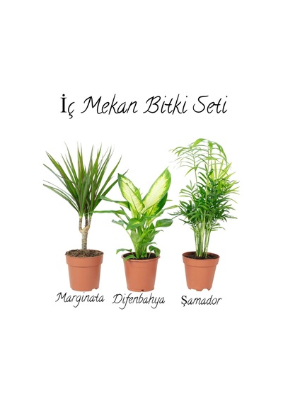 Salon Bitki Seti Dracaena Marginata 35-50cm -difenbahya 30-50cm -şamador 15-25cm