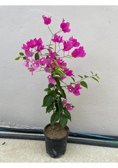 Mor Sarıcılı Begonvil Çiçeği 2 Yaş 80-110cm Bougainvillea