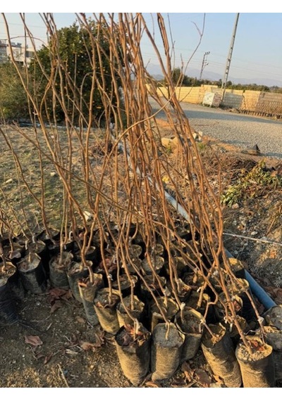 Nadir Bir Çeşit Tüplü 3 Yaş Siyah Hurma Fidanı Diospyros Kaki L., Boy 150-180 Cm