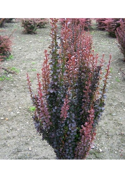 Berberis Thunbergii Red Rocket Red Roket Kadıntuzluğu 25-40 Cm