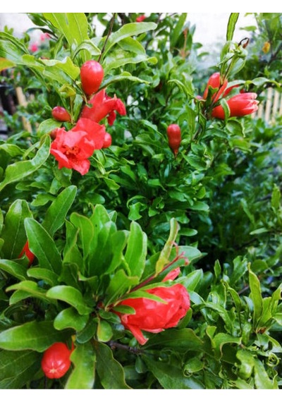 Bodur Süs Narı Çiçeği Fidanı 1 Adet Saksılı/ Tüplü 30-60cm Bahçe Bitkisi Dwarf Pomegranate