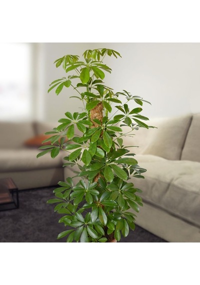 Şeflera – Şemsiye Ağacı 20-40 cm
