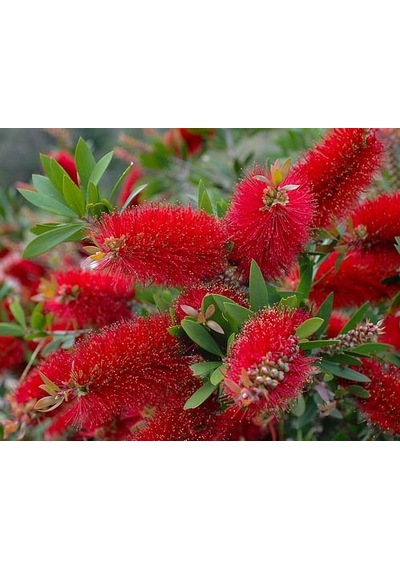 2 Adet Callistemon   Leavis Fırça Çalısı Fidanı. 40-60 Cm.