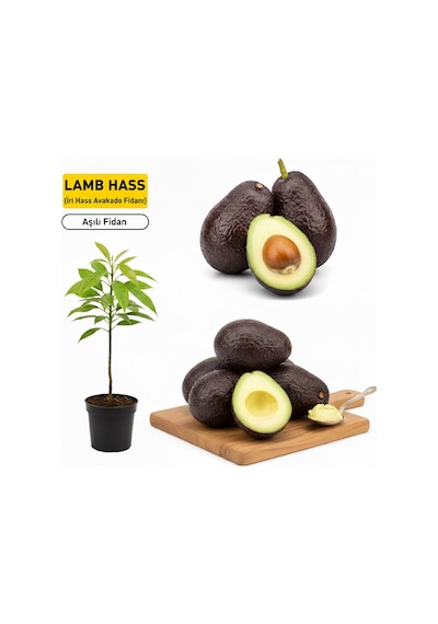 Aşılı Lamb Hass Avokado Fidanı - 2 Yaş Sertifikalı - İri Meyveli Saksıya Uygun 50-70 Cm