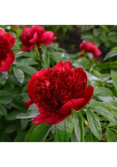 Peonies Festiva Maxima Red Şakayık Çiçeği Yumrusu-rizomu 1  Adet