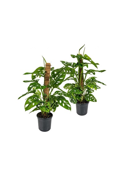 Delikli Devetabanı (Monstera Adansonii Monkey Mask) Sopalı 2 Adet