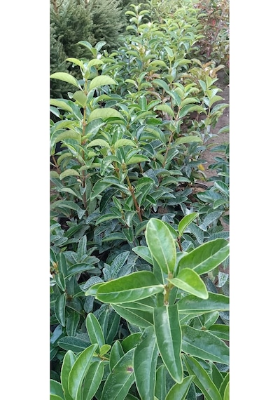 Videolu Lucidum Kartopu Çit Bitkisi 1 Adet Saksılı/ Tüplü 100-120cm Viburnum Tinus Lucidum