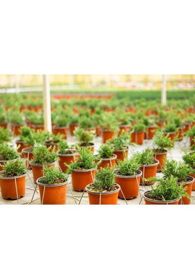 Tr Zevli Canlı Aromatik Mutfak Bitkileri Lavanta Fidesi