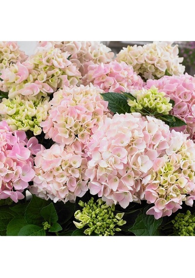 Videolu 1 Adet Açık Pembe Ortanca Çiçeği Fidanı 35-50 Cm Saksılı Çiçekli Bodur Bitkiler Hydrangea