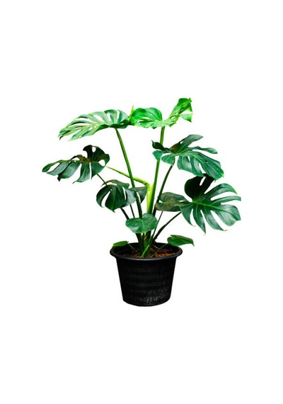 Videolu Deve Tabanı 1 Adet Saksılı/ Tüplü 40-60cm Ev Ofis Salon Bitkisi Monstera Deliciosa