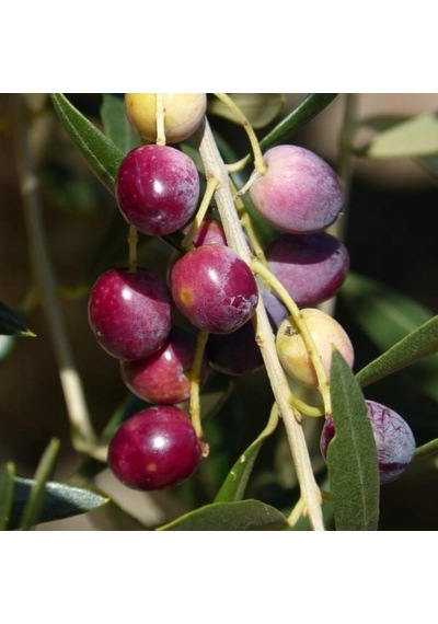 Sınırlı Stok Tüplü Kalamata Zeytini Yunan Menşei Fidanı
