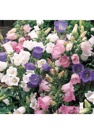 Katmerli Campanula Karışık Çan Çiçeği Tohumu 100 Tohum