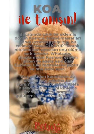 Petjoo 14.Koa Kırmızı-Gri Qr'lı Köpek Künyesi