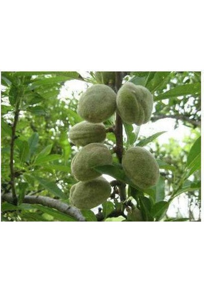 Teksas Badem Fidanı Aşılı - 2 Yaş Tüplü 80-100 Cm