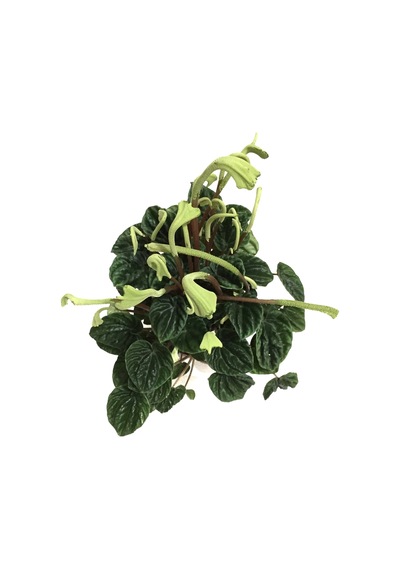 Peperomia Caperata 'Emerald Ripple' Ø12 CM Y25-30 CM