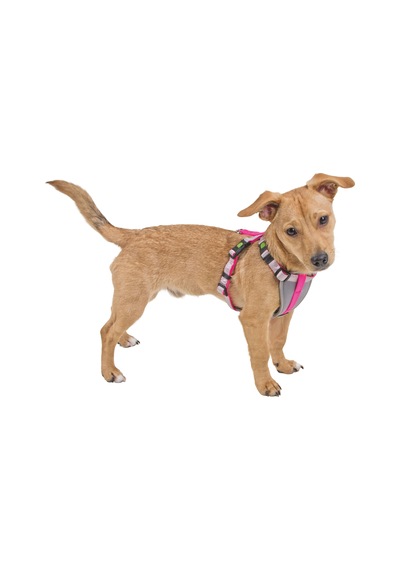 Küçük Irk Köpek Tasması Small Dog Pembe 26 - 32 Cm Pembe