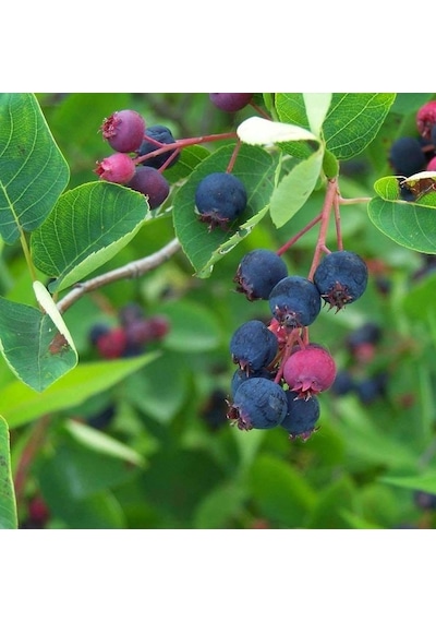 Şifalı Saskatoon Berry Fidanı