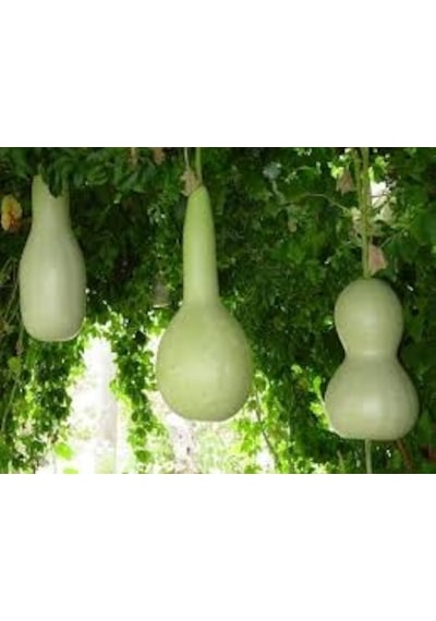 15 Adet Tohum Su Kabağı Tohumu Nadir Su Kabağı Kabak Tohumu Sürpr