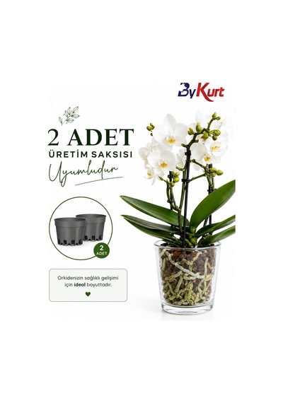 Cam Orkide Saksısı 13 Cm Şeffaf Cam Saksı 12 Pota Uyumlu Dekoratif Orkide Saksısı 2 Adet
